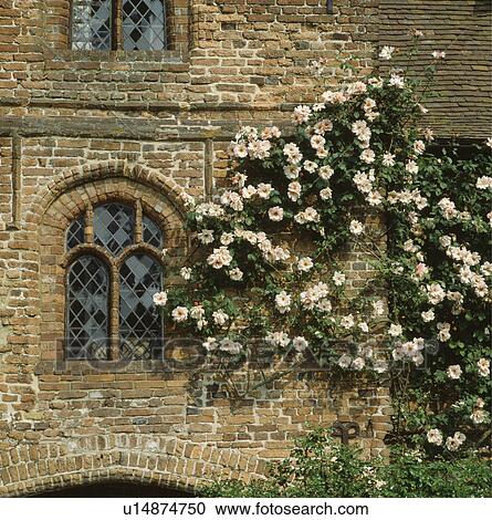 Close-up of cream climbing roses on old brick house View Large Photo Image Stock Image - Close-up of cream climbing roses on old brick house. Fotosearch