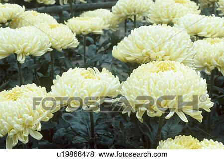 Close up of cream double chrysanthemums View Large Photo Image Stock Photo - Close up of cream double chrysanthemums. Fotosearch