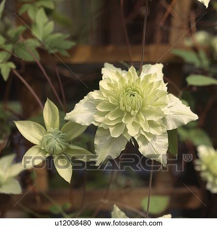 Close-up of cream double clematis flower View Large Photo Image Stock Image - Close-up of cream double clematis flower. Fotosearch