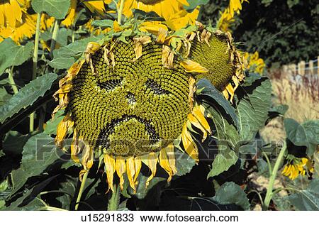 Close-up of cut-out face on yellow sunflower View Large Photo Image Stock Image - Close-up of cut-out face on yellow sunflower. Fotosearch