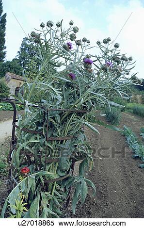 Stock Photography - Close-up of cynara. Fotosearch