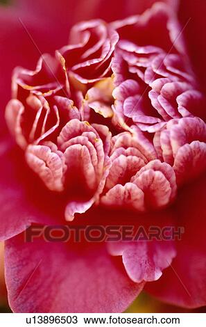 Close-up of deep pink paeony flower View Large Photo Image Stock Image - Close-up of deep pink paeony flower. Fotosearch