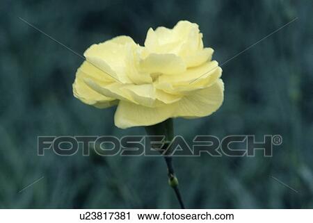 Stock Image - Close up of dianthus "Aldridge Yellow". Fotosearch