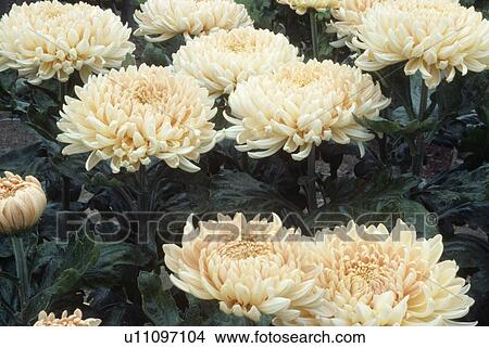 Picture - Close up of double white Chrysanthemum "Angora". Fotosearch