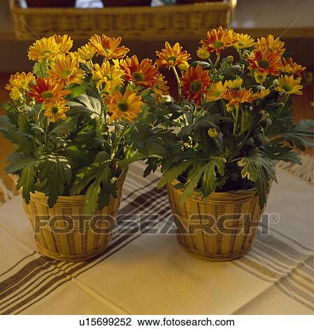 Stock Image - Close-up of dwarf orange chrysanthemums in baskets. Fotosearch