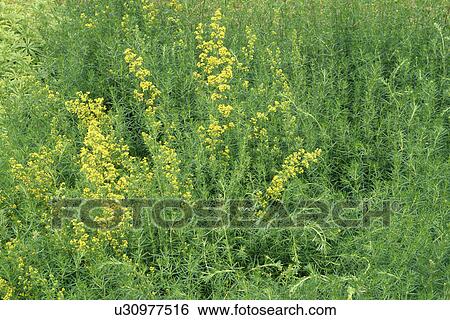 Close-up of Euphorbia Cyparissias View Large Photo Image Stock Photograph - Close-up of Euphorbia Cyparissias. Fotosearch