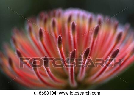 Close-up of exotic red flower View Large Photo Image Picture - Close-up of exotic red flower. Fotosearch