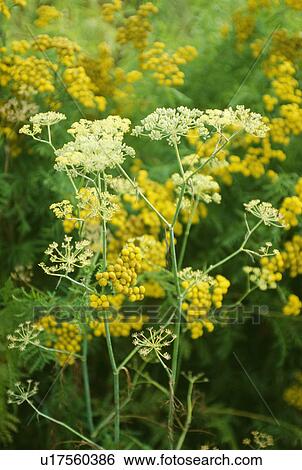 Close-up of fennel growing with curry plant View Large Photo Image Stock Photograph - Close-up of fennel growing with curry plant. Fotosearch