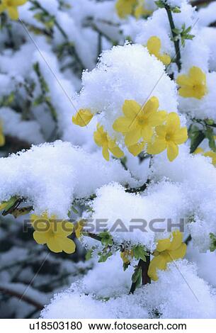 Close up of flowers of winter flowering jasmine under snow. View Large Photo Image Stock Image - Close up of flowers of winter flowering jasmine under snow.. Fotosearch