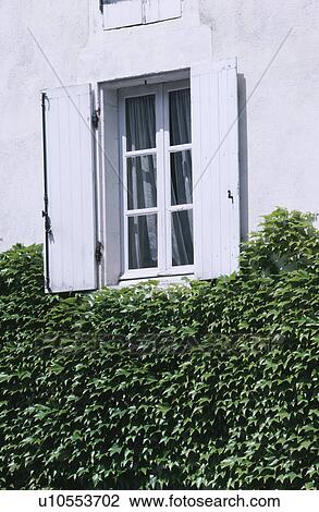 Close up of French house with white shutters on window above ivy covered wall View Large Photo Image Stock Image - Close up of French house with white shutters on window above ivy covered wall. Fotosearch