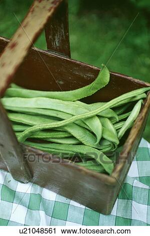 Close-up of freshly picked runner beans in an old wooden trug View Large Photo Image Stock Image - Close-up of freshly picked runner beans in an old wooden trug. Fotosearch