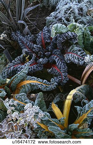 Close-up of frost on ornamental cabbage View Large Photo Image Stock Image - Close-up of frost on ornamental cabbage. Fotosearch