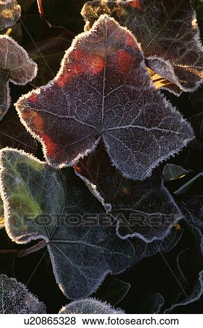 Close-up of frosted ivy leaves View Large Photo Image Stock Photo - Close-up of frosted ivy leaves. Fotosearch