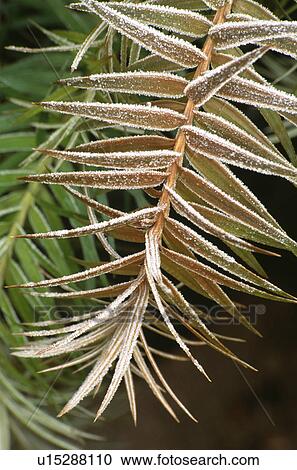 Close-up of frosted palm leaves View Large Photo Image Stock Image - Close-up of frosted palm leaves. Fotosearch