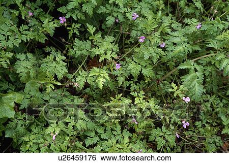 Stock Photograph - Close-up of Geranium robertianum. Fotosearch