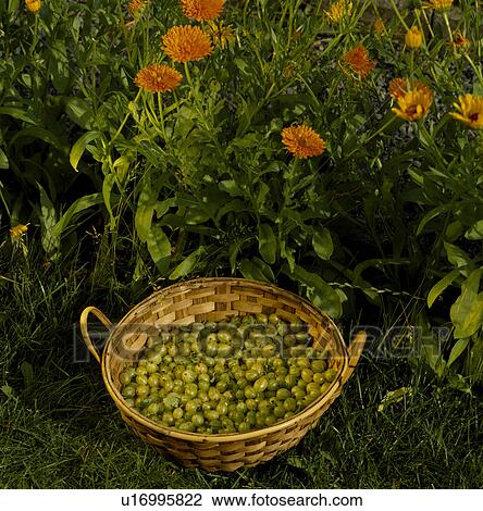 Close-up of gooseberries in basket View Large Photo Image Stock Image - Close-up of gooseberries in basket. Fotosearch
