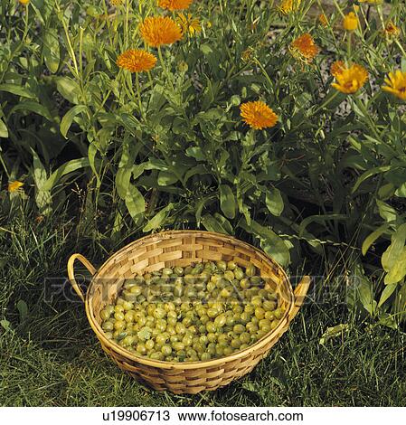 Close-up of gooseberries in basket View Large Photo Image Stock Image - Close-up of gooseberries in basket. Fotosearch