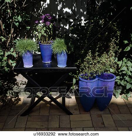 Close-up of grasses and plants growing in bright blue pots on shady terrace View Large Photo Image Stock Image - Close-up of grasses and plants growing in bright blue pots on shady terrace . Fotosearch