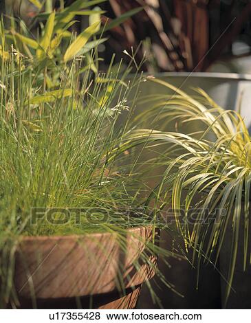 Close-up of grasses in pots on small town roof garden in summer View Large Photo Image Stock Photo - Close-up of grasses in pots on small town roof garden in summer. Fotosearch