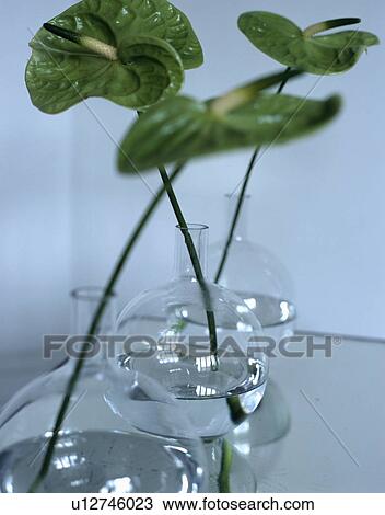 Stock Image - Close-up of green anthuriums in glass vases. Fotosearch