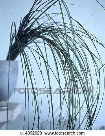 Close-up of green grasses View Large Photo Image Stock Image - Close-up of green grasses. Fotosearch