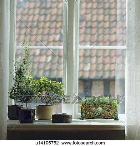 Stock Image - Close-up of green houseplants on window sill. Fotosearch