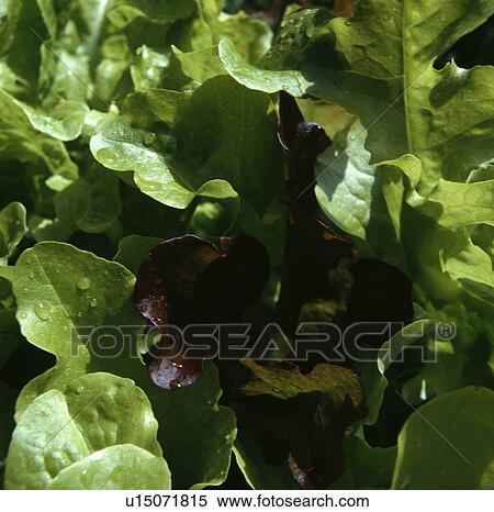 Stock Photography - Close-up of green salad leaves. Fotosearch
