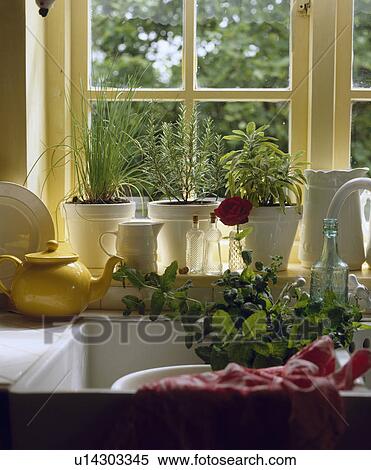 Close-up of herbs growing in pots on window sill above white ceramic sink View Large Photo Image Stock Photography - Close-up of herbs growing in pots on window sill above white ceramic sink. Fotosearch