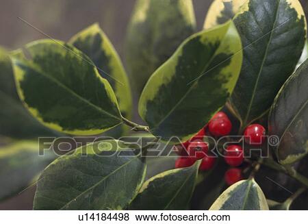 Close-up of holly with bright red berries View Large Photo Image Stock Photo - Close-up of holly with bright red berries. Fotosearch