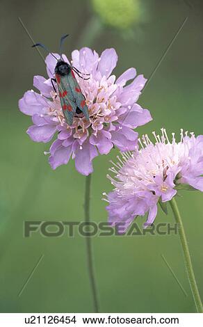 Picture - Close-up of insect on mauve scabious. Fotosearch