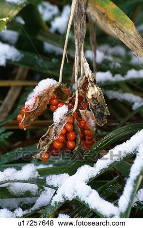 Stock Photo - Close-up of iris sibirica berries with snow. Fotosearch