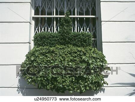 Stock Image - Close up of ivy and clipped box in windowbox. Fotosearch