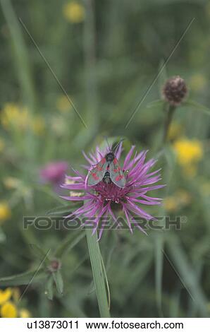 Close up of lacewing on purple centaurea View Large Photo Image Stock Image - Close up of lacewing on purple centaurea. Fotosearch