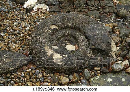 Close-up of large ammonite View Large Photo Image Stock Photograph - Close-up of large ammonite. Fotosearch