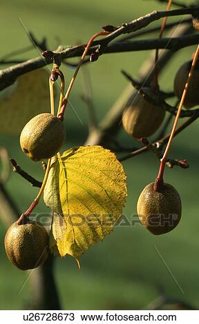 Stock Image - Close-up of lime-tree leaves and fruit. Fotosearch