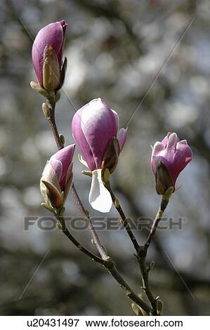 Stock Photo - Close-up of Magnolia Soulangeana blossom. Fotosearch