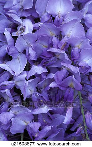 Close-up of mauve irises View Large Photo Image Stock Photo - Close-up of mauve irises. Fotosearch