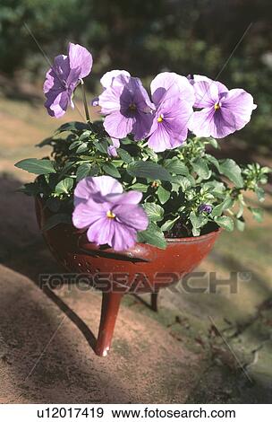 Close up of mauve violas in old red metal colander View Large Photo Image Stock Photo - Close up of mauve violas in old red metal colander. Fotosearch