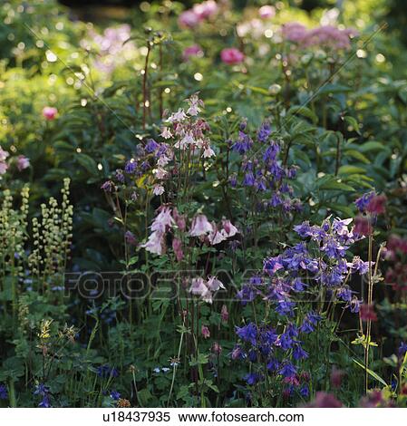 Stock Photography -  Close up of mixed aquilegias growing with meadow rue and &#13; &#10; heuchera. Fotosearch
