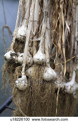 Close up of newly dug garlic bulbs View Large Photo Image Stock Image - Close up of newly dug garlic bulbs. Fotosearch