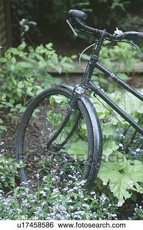 Stock Photograph - Close up of old black bicycle in garden with rububarb and myosotis. Fotosearch