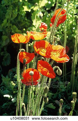 Close-up of orange and red poppies View Large Photo Image Stock Image - Close-up of orange and red poppies. Fotosearch