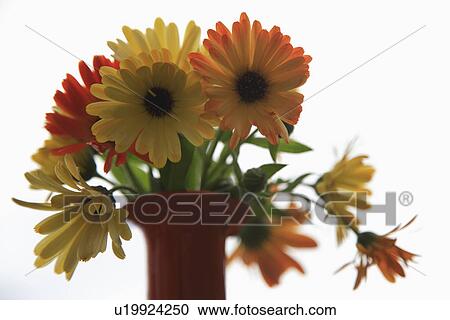 Close up of orange and yellow gerbera flowers in vase View Large Photo Image Stock Image - Close up of orange and yellow gerbera flowers in vase. Fotosearch