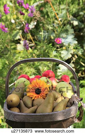Close up of orange gerbera flower with apples and pears in wooden trug View Large Photo Image Stock Image - Close up of orange gerbera flower with apples and pears in wooden trug. Fotosearch