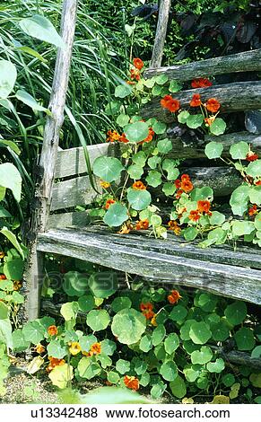Stock Photo - Close-up of orange nasturtium on rustic wooden bench. Fotosearch
