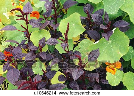 Close-up of orange nasturtiums with amaranthus View Large Photo Image Picture - Close-up of orange nasturtiums with amaranthus. Fotosearch