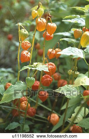Close up of orange physalis "Franchetii" View Large Photo Image Stock Image - Close up of orange physalis "Franchetii". Fotosearch