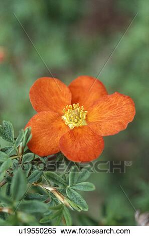 Stock Photography - Close up of orange potentilla "fruticosa". Fotosearch