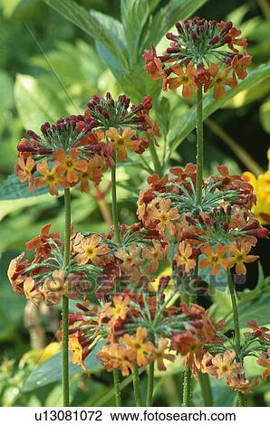 Stock Image - Close-up of orange primula bulleyana. Fotosearch