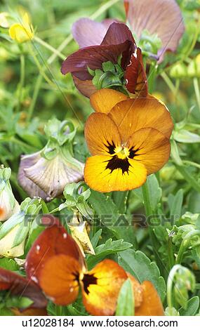Picture - Close-up of orange violas. Fotosearch